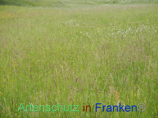 Bild zum Eintrag (99950-160)