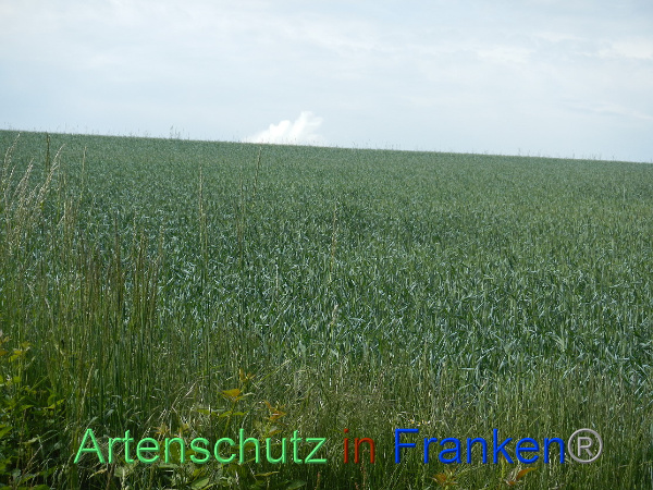 Bild zum Eintrag (99957-160)