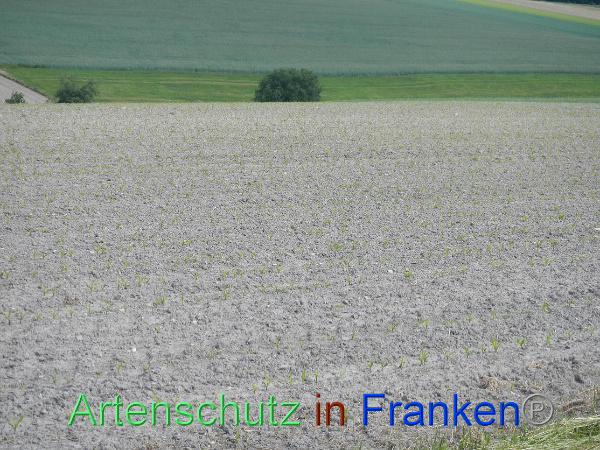 Bild zum Eintrag (99959-160)