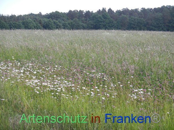 Bild zum Eintrag (99964-160)