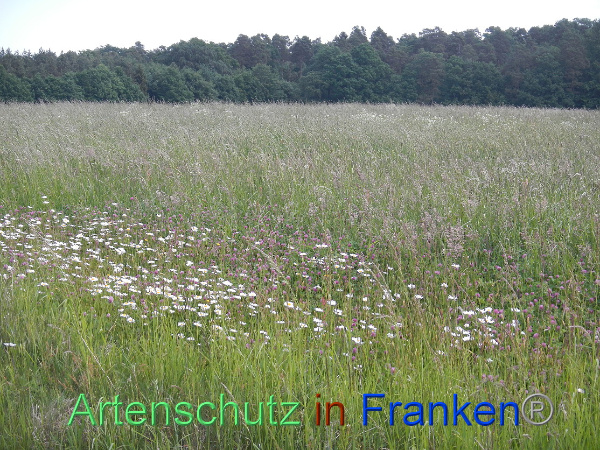 Bild zum Eintrag (99964-160)