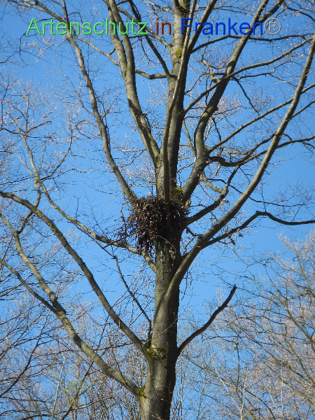 Bild zum Eintrag (99993-160)