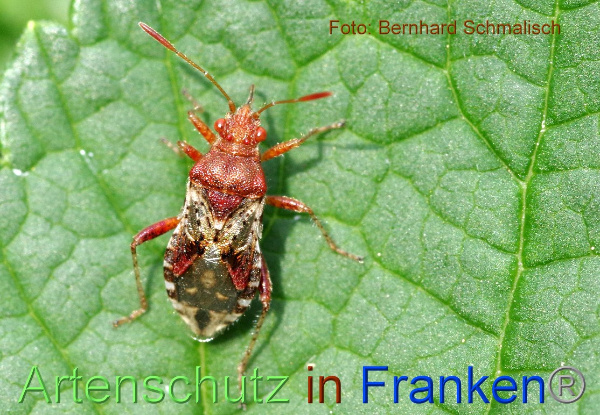 Copyright AiF / Bernhard Schmalisch Bild zum Eintrag (100133-160)