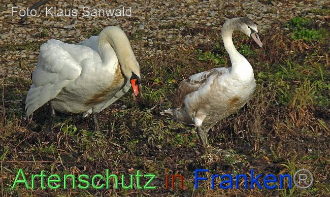Copyright AiF Klaus Sanwald Bild zum Eintrag (1001650-160)