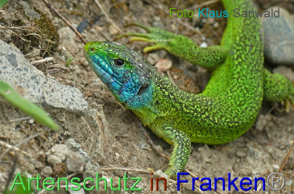Copyright AiF - Klaus Sanwald Bild zum Eintrag (100204-160)