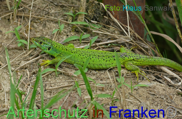 Copyright AiF - Klaus Sanwald Bild zum Eintrag (100205-160)