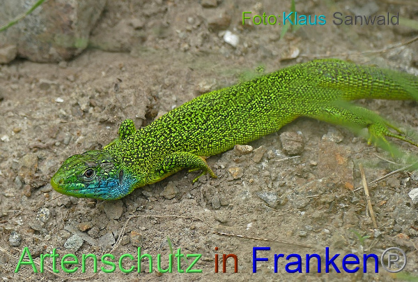Copyright AiF - Klaus Sanwald Bild zum Eintrag (100206-160)