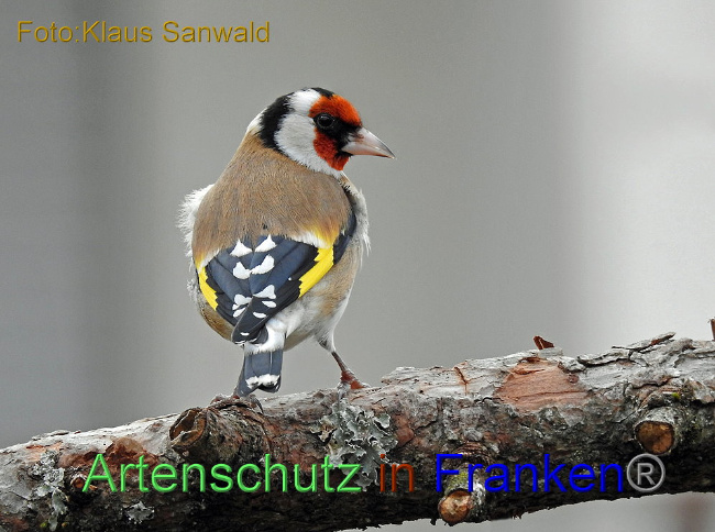 © Artenschutz in Franken® - Klaus Sanwald Bild zum Eintrag (1002339-160)
