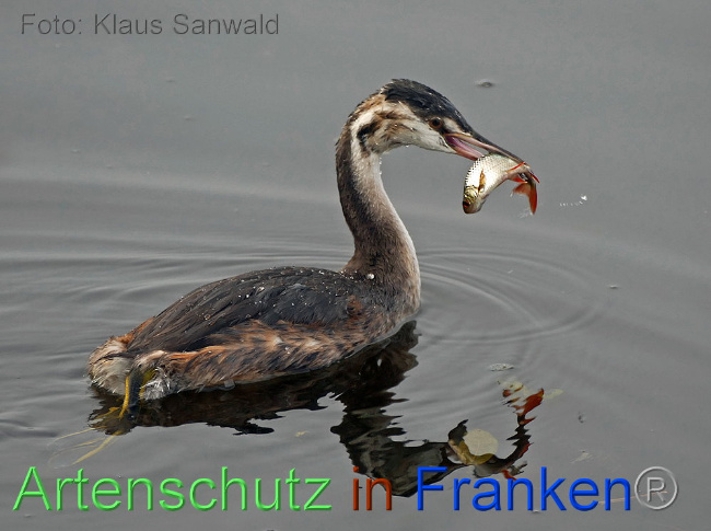 © Artenschutz in Franken® - Klaus Sanwald Bild zum Eintrag (1002375-160)
