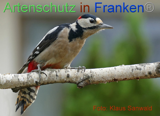 © Artenschutz in Franken® - Klaus Sanwald Bild zum Eintrag (1002378-160)