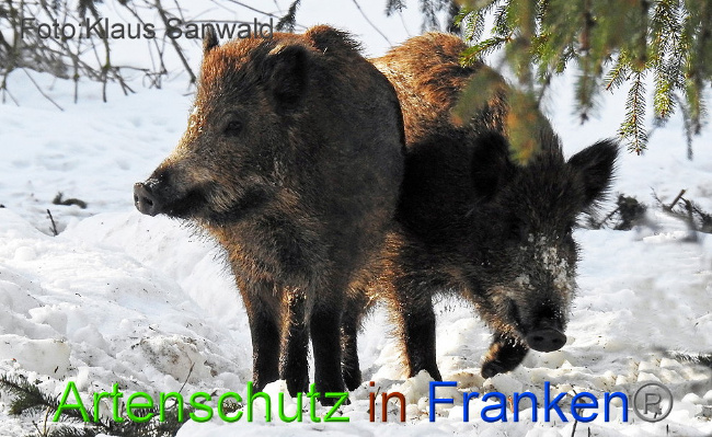 © Artenschutz in Franken® - Klaus Sanwald Bild zum Eintrag (1002871-160)
