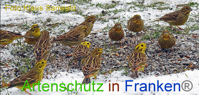 © Artenschutz in Franken® - Klaus Sanwald Bild zum Eintrag (1002877-160)