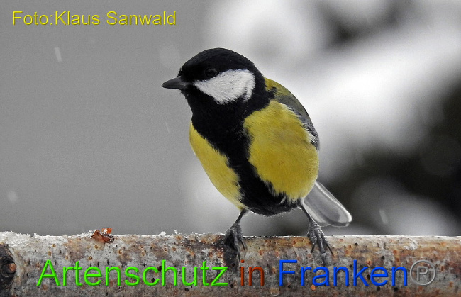 © Artenschutz in Franken® - Klaus Sanwald Bild zum Eintrag (1002888-160)