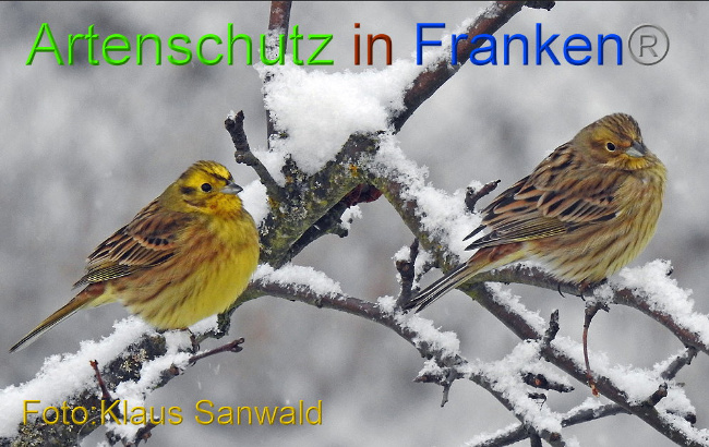 © Artenschutz in Franken® - Klaus Sanwald Bild zum Eintrag (1003014-160)