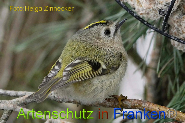 © Artenschutz in Franken® Helga Zinnecker Bild zum Eintrag (1003019-160)