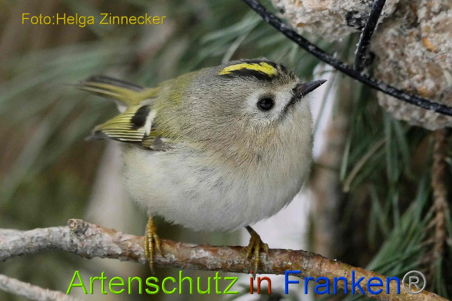 © Artenschutz in Franken® Helga Zinnecker Bild zum Eintrag (1003020-160)