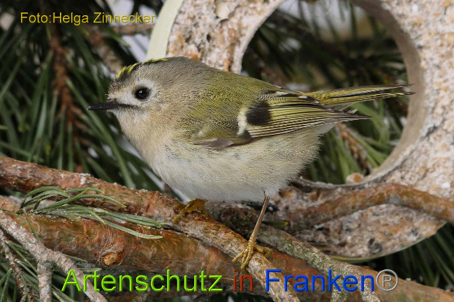 © Artenschutz in Franken® Helga Zinnecker Bild zum Eintrag (1003021-160)