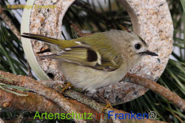 © Artenschutz in Franken® Helga Zinnecker Bild zum Eintrag (1003023-160)
