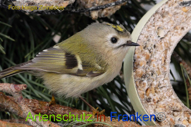 © Artenschutz in Franken® Helga Zinnecker Bild zum Eintrag (1003024-160)