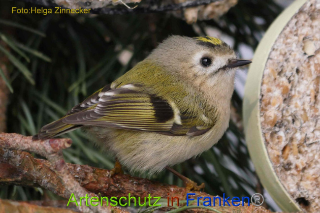 © Artenschutz in Franken® Helga Zinnecker Bild zum Eintrag (1003025-160)