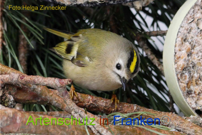 © Artenschutz in Franken® Helga Zinnecker Bild zum Eintrag (1003027-160)
