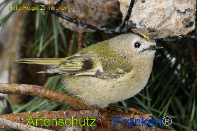 © Artenschutz in Franken® Helga Zinnecker Bild zum Eintrag (1003028-160)