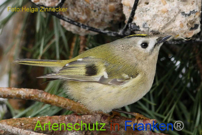 © Artenschutz in Franken® Helga Zinnecker Bild zum Eintrag (1003029-160)
