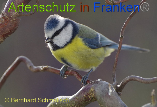 © Artenschutz in Franken® - Bernhard Schmalisch Bild zum Eintrag (1003216-160)