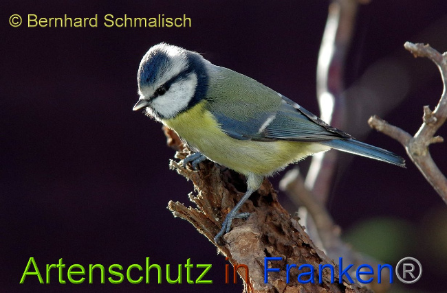 © Artenschutz in Franken® - Bernhard Schmalisch Bild zum Eintrag (1003217-160)