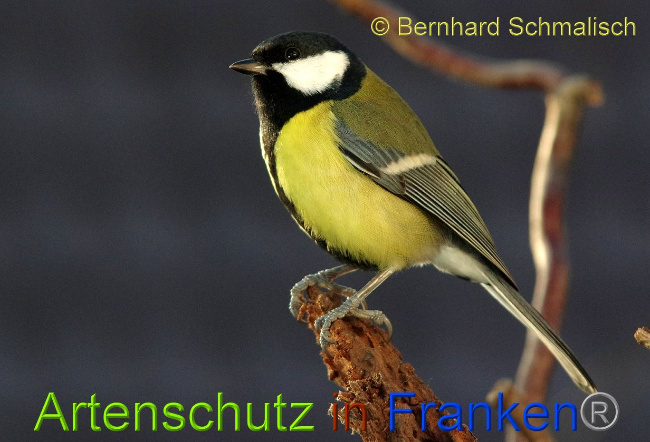© Artenschutz in Franken® - Bernhard Schmalisch Bild zum Eintrag (1003224-160)