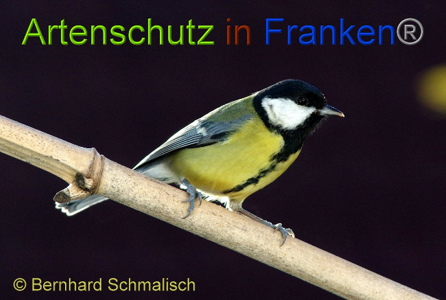 © Artenschutz in Franken® - Bernhard Schmalisch Bild zum Eintrag (1003225-160)