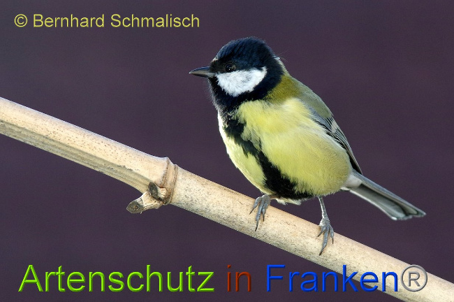 © Artenschutz in Franken® - Bernhard Schmalisch Bild zum Eintrag (1003226-160)