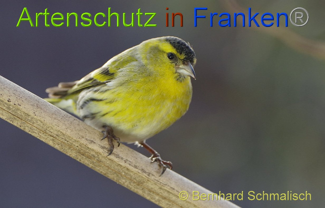 © Artenschutz in Franken® - Bernhard Schmalisch Bild zum Eintrag (1003231-160)