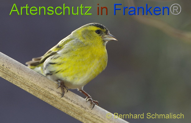 © Artenschutz in Franken® - Bernhard Schmalisch Bild zum Eintrag (1003232-160)