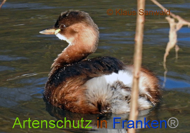 © Artenschutz in Franken® - Klaus Sanwald Bild zum Eintrag (1003324-160)