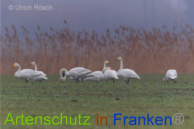 Bild zum Eintrag (1003325-160)