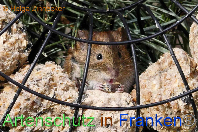 © Artenschutz in Franken® Helga Zinnecker Bild zum Eintrag (1003339-160)