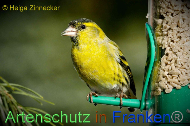 © Artenschutz in Franken® Helga Zinnecker Bild zum Eintrag (1003368-160)