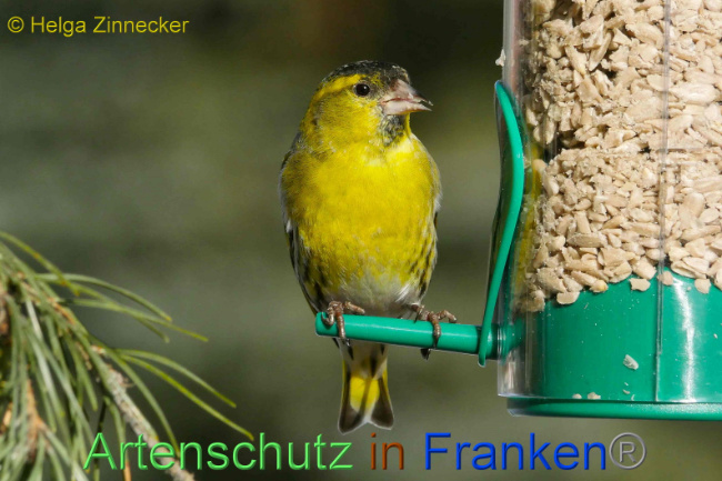 © Artenschutz in Franken® Helga Zinnecker Bild zum Eintrag (1003369-160)