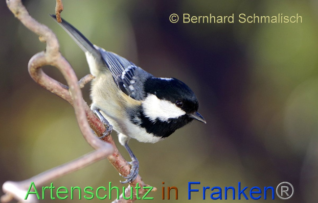 © Artenschutz in Franken® - Bernhard Schmalisch Bild zum Eintrag (1003411-160)