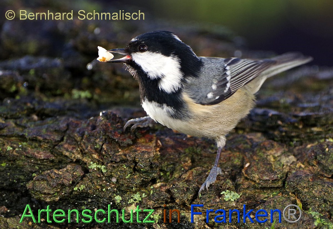 © Artenschutz in Franken® - Bernhard Schmalisch Bild zum Eintrag (1003412-160)