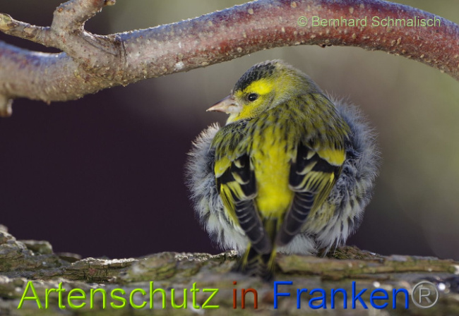 © Artenschutz in Franken® Bernhard Schmalisch Bild zum Eintrag (1004073-160)
