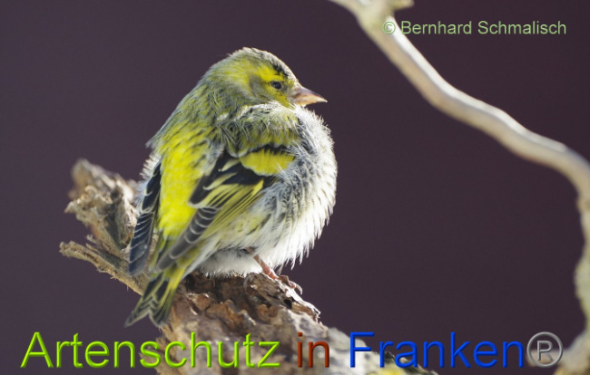 © Artenschutz in Franken® Bernhard Schmalisch Bild zum Eintrag (1004074-160)