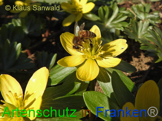 © Artenschutz in Franken® Klaus Sanwald Bild zum Eintrag (1004095-160)