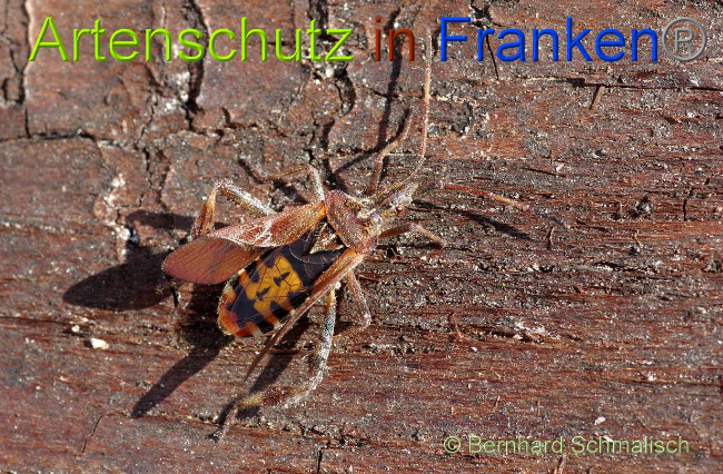 © Artenschutz in Franken® Bernhard Schmalisch Bild zum Eintrag (1004118-160)