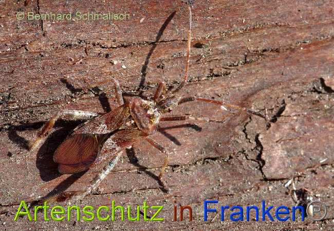 © Artenschutz in Franken® Bernhard Schmalisch Bild zum Eintrag (1004119-160)