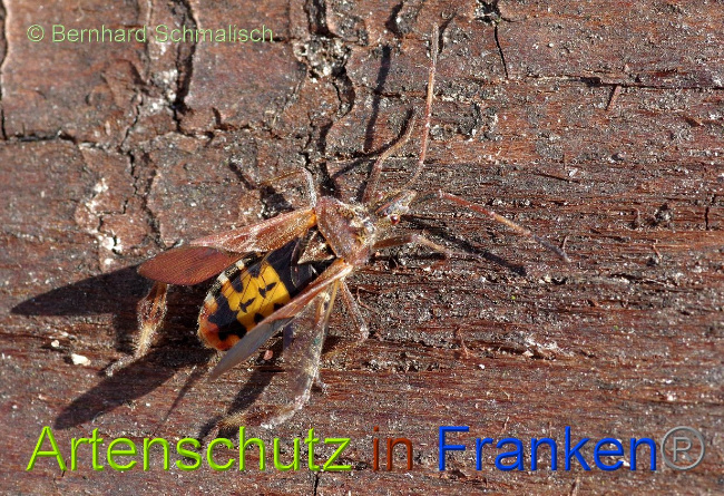 © Artenschutz in Franken® Bernhard Schmalisch Bild zum Eintrag (1004120-160)