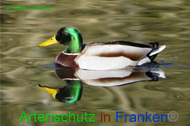 © Artenschutz in Franken® Helga Zinnecker Bild zum Eintrag (1004366-160)