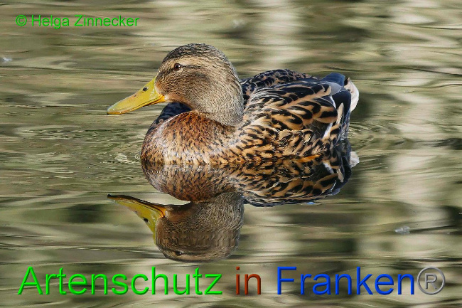© Artenschutz in Franken® Helga Zinnecker Bild zum Eintrag (1004367-160)