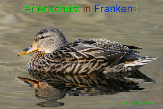 © Artenschutz in Franken® Helga Zinnecker Bild zum Eintrag (1004368-160)